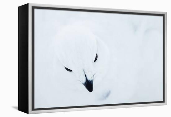 Willow Grouse (Lagopus Lagopus), Kiilopaa, Inari, Finland, January-Markus Varesvuo-Framed Premier Image Canvas