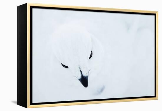 Willow Grouse (Lagopus Lagopus), Kiilopaa, Inari, Finland, January-Markus Varesvuo-Framed Premier Image Canvas