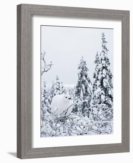 Willow grouse perched on branch, Kiilopaa, Inari, Finland-Markus Varesvuo-Framed Photographic Print