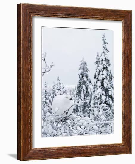 Willow grouse perched on branch, Kiilopaa, Inari, Finland-Markus Varesvuo-Framed Photographic Print