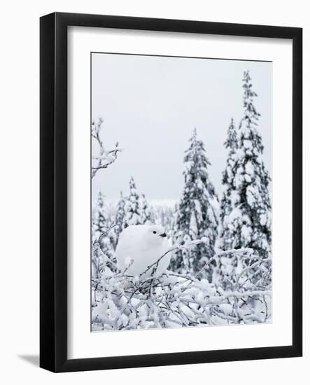 Willow grouse perched on branch, Kiilopaa, Inari, Finland-Markus Varesvuo-Framed Photographic Print