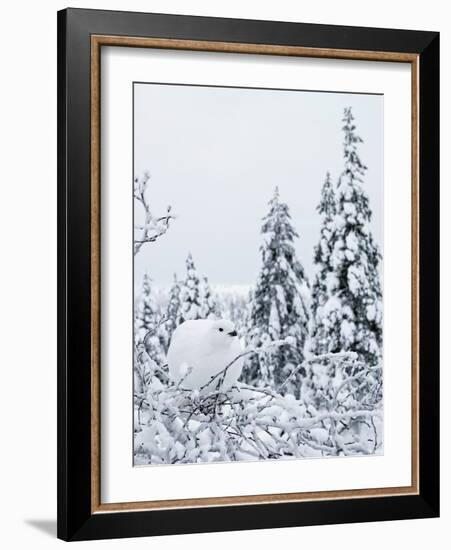 Willow grouse perched on branch, Kiilopaa, Inari, Finland-Markus Varesvuo-Framed Photographic Print