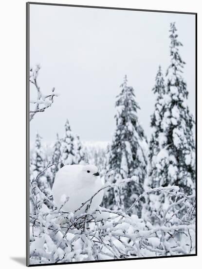 Willow grouse perched on branch, Kiilopaa, Inari, Finland-Markus Varesvuo-Mounted Photographic Print