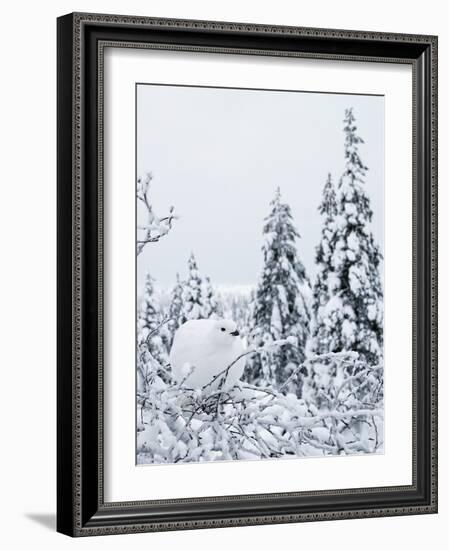 Willow grouse perched on branch, Kiilopaa, Inari, Finland-Markus Varesvuo-Framed Photographic Print