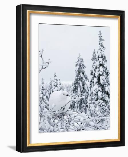 Willow grouse perched on branch, Kiilopaa, Inari, Finland-Markus Varesvuo-Framed Photographic Print