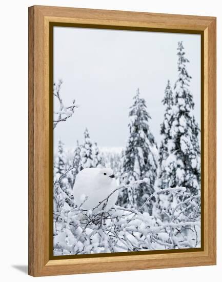 Willow grouse perched on branch, Kiilopaa, Inari, Finland-Markus Varesvuo-Framed Premier Image Canvas
