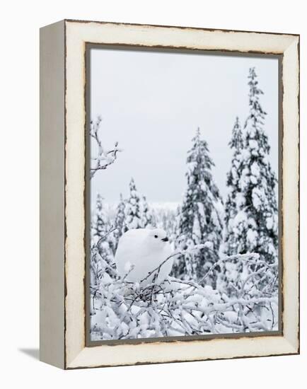 Willow grouse perched on branch, Kiilopaa, Inari, Finland-Markus Varesvuo-Framed Premier Image Canvas