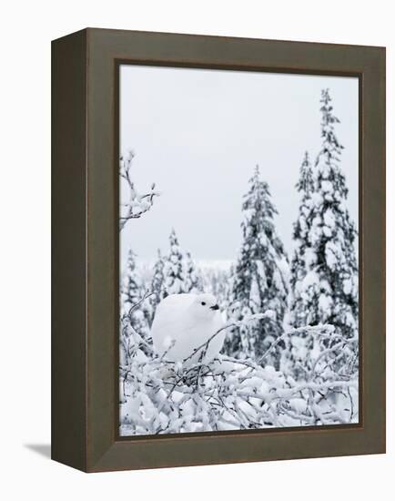 Willow grouse perched on branch, Kiilopaa, Inari, Finland-Markus Varesvuo-Framed Premier Image Canvas