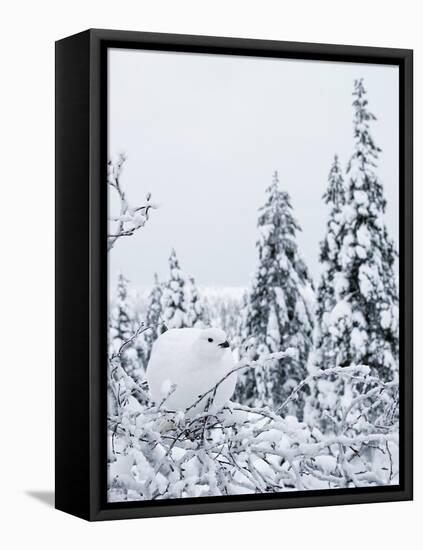 Willow grouse perched on branch, Kiilopaa, Inari, Finland-Markus Varesvuo-Framed Premier Image Canvas