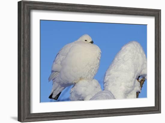 Willow Grouse - Ptarmigan (Lagopus Lagopus) Fluffed Up Perched in Snow, Inari, Finland, February-Markus Varesvuo-Framed Photographic Print