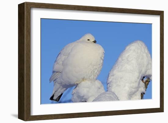 Willow Grouse - Ptarmigan (Lagopus Lagopus) Fluffed Up Perched in Snow, Inari, Finland, February-Markus Varesvuo-Framed Photographic Print