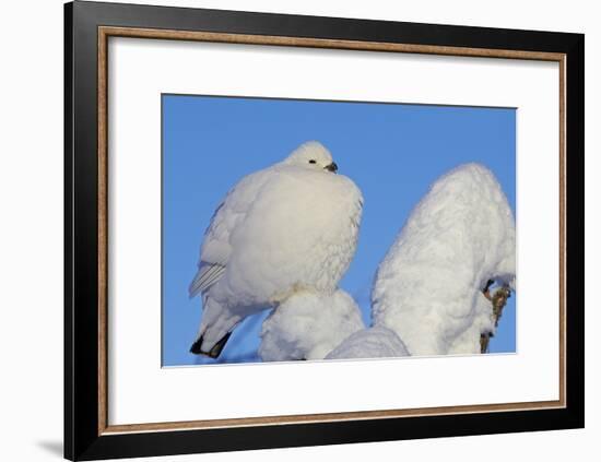 Willow Grouse - Ptarmigan (Lagopus Lagopus) Fluffed Up Perched in Snow, Inari, Finland, February-Markus Varesvuo-Framed Photographic Print