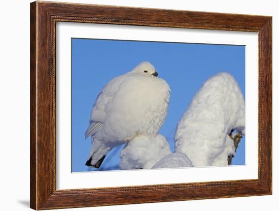 Willow Grouse - Ptarmigan (Lagopus Lagopus) Fluffed Up Perched in Snow, Inari, Finland, February-Markus Varesvuo-Framed Photographic Print