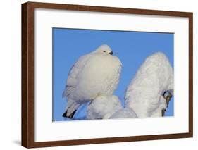 Willow Grouse - Ptarmigan (Lagopus Lagopus) Fluffed Up Perched in Snow, Inari, Finland, February-Markus Varesvuo-Framed Photographic Print