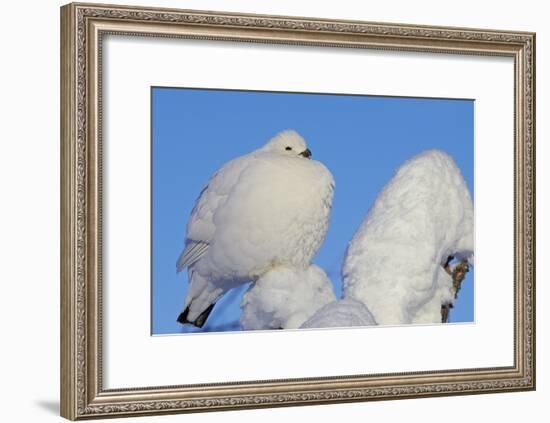 Willow Grouse - Ptarmigan (Lagopus Lagopus) Fluffed Up Perched in Snow, Inari, Finland, February-Markus Varesvuo-Framed Photographic Print