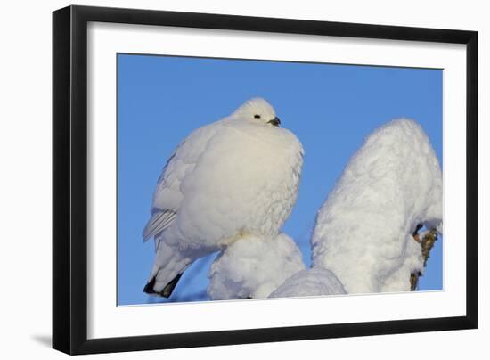 Willow Grouse - Ptarmigan (Lagopus Lagopus) Fluffed Up Perched in Snow, Inari, Finland, February-Markus Varesvuo-Framed Photographic Print
