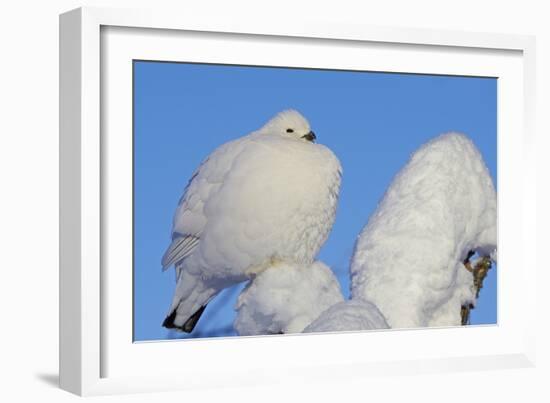 Willow Grouse - Ptarmigan (Lagopus Lagopus) Fluffed Up Perched in Snow, Inari, Finland, February-Markus Varesvuo-Framed Photographic Print