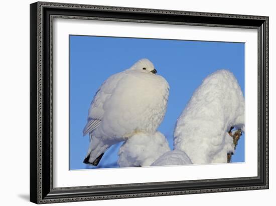 Willow Grouse - Ptarmigan (Lagopus Lagopus) Fluffed Up Perched in Snow, Inari, Finland, February-Markus Varesvuo-Framed Photographic Print