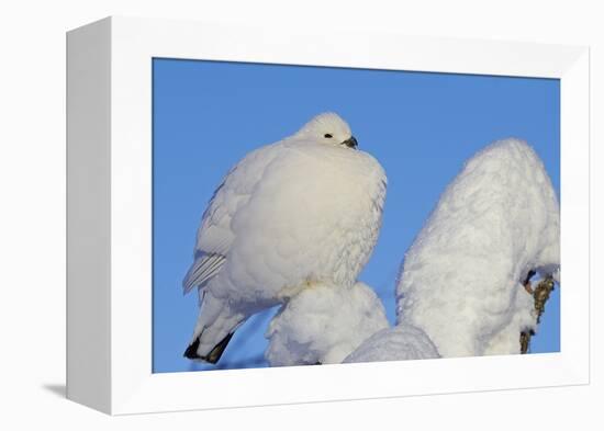 Willow Grouse - Ptarmigan (Lagopus Lagopus) Fluffed Up Perched in Snow, Inari, Finland, February-Markus Varesvuo-Framed Premier Image Canvas