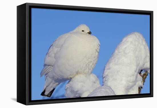 Willow Grouse - Ptarmigan (Lagopus Lagopus) Fluffed Up Perched in Snow, Inari, Finland, February-Markus Varesvuo-Framed Premier Image Canvas