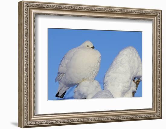 Willow Grouse - Ptarmigan (Lagopus Lagopus) Fluffed Up Perched in Snow, Inari, Finland, February-Markus Varesvuo-Framed Photographic Print