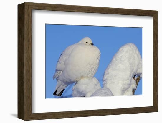 Willow Grouse - Ptarmigan (Lagopus Lagopus) Fluffed Up Perched in Snow, Inari, Finland, February-Markus Varesvuo-Framed Photographic Print