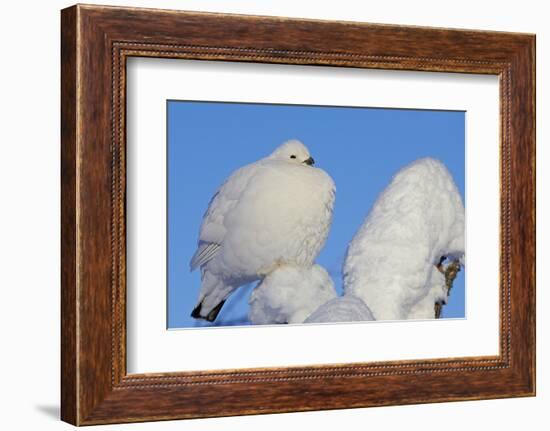 Willow Grouse - Ptarmigan (Lagopus Lagopus) Fluffed Up Perched in Snow, Inari, Finland, February-Markus Varesvuo-Framed Photographic Print