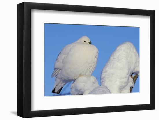 Willow Grouse - Ptarmigan (Lagopus Lagopus) Fluffed Up Perched in Snow, Inari, Finland, February-Markus Varesvuo-Framed Photographic Print