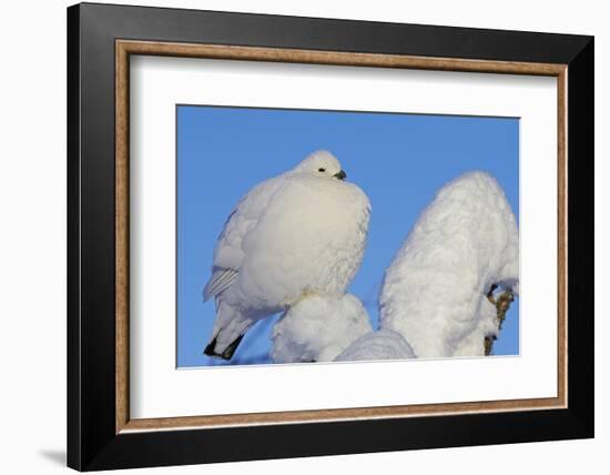 Willow Grouse - Ptarmigan (Lagopus Lagopus) Fluffed Up Perched in Snow, Inari, Finland, February-Markus Varesvuo-Framed Photographic Print