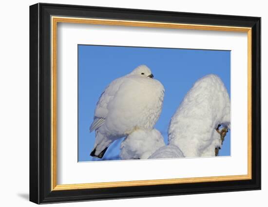 Willow Grouse - Ptarmigan (Lagopus Lagopus) Fluffed Up Perched in Snow, Inari, Finland, February-Markus Varesvuo-Framed Photographic Print