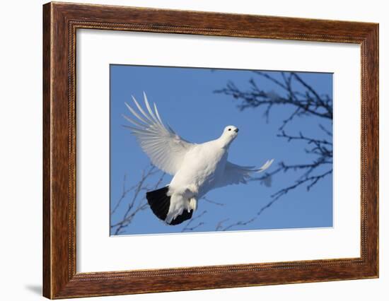 Willow Grouse - Ptarmigan (Lagopus Lagopus) Flying, Inari Kiilopaa, Finland, February-Markus Varesvuo-Framed Photographic Print