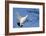 Willow Grouse - Ptarmigan (Lagopus Lagopus) Flying, Inari Kiilopaa, Finland, February-Markus Varesvuo-Framed Photographic Print