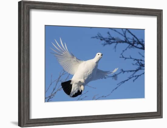 Willow Grouse - Ptarmigan (Lagopus Lagopus) Flying, Inari Kiilopaa, Finland, February-Markus Varesvuo-Framed Photographic Print