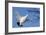 Willow Grouse - Ptarmigan (Lagopus Lagopus) Flying, Inari Kiilopaa, Finland, February-Markus Varesvuo-Framed Photographic Print