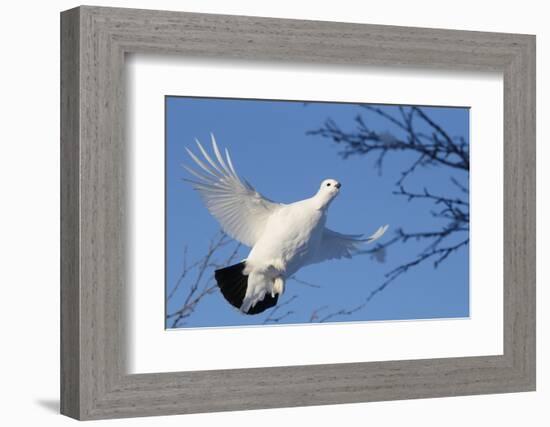 Willow Grouse - Ptarmigan (Lagopus Lagopus) Flying, Inari Kiilopaa, Finland, February-Markus Varesvuo-Framed Photographic Print