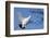 Willow Grouse - Ptarmigan (Lagopus Lagopus) Flying, Inari Kiilopaa, Finland, February-Markus Varesvuo-Framed Photographic Print