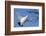 Willow Grouse - Ptarmigan (Lagopus Lagopus) Flying, Inari Kiilopaa, Finland, February-Markus Varesvuo-Framed Photographic Print