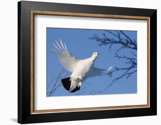 Willow Grouse - Ptarmigan (Lagopus Lagopus) Flying, Inari Kiilopaa, Finland, February-Markus Varesvuo-Framed Photographic Print