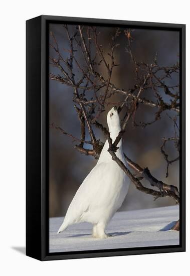 Willow Grouse - Ptarmigan (Lagopus Lagopus) Pecking Twig, Utsjoki, Finland, April-Markus Varesvuo-Framed Premier Image Canvas