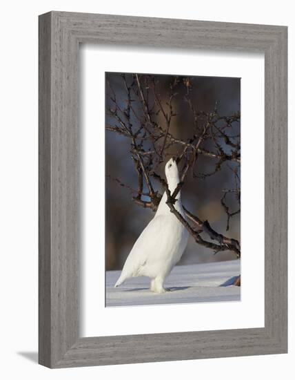 Willow Grouse - Ptarmigan (Lagopus Lagopus) Pecking Twig, Utsjoki, Finland, April-Markus Varesvuo-Framed Photographic Print