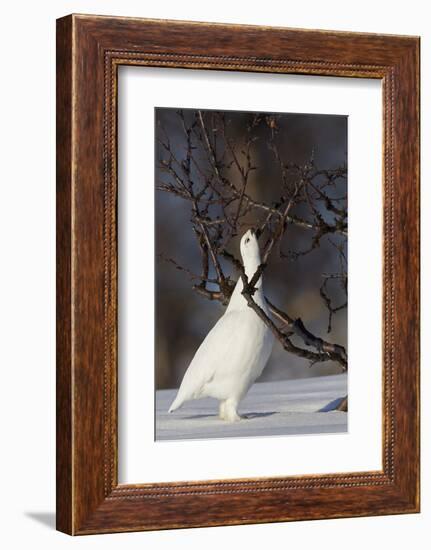 Willow Grouse - Ptarmigan (Lagopus Lagopus) Pecking Twig, Utsjoki, Finland, April-Markus Varesvuo-Framed Photographic Print