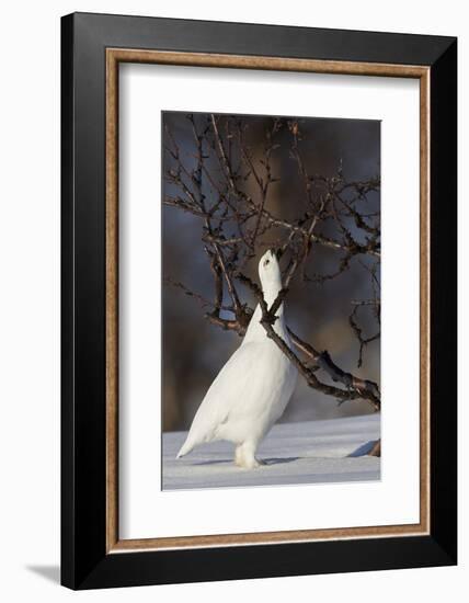 Willow Grouse - Ptarmigan (Lagopus Lagopus) Pecking Twig, Utsjoki, Finland, April-Markus Varesvuo-Framed Photographic Print