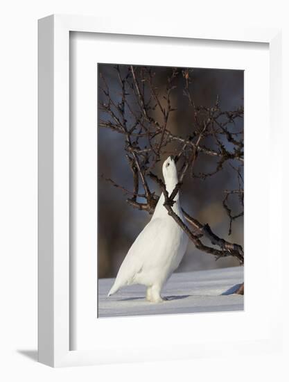 Willow Grouse - Ptarmigan (Lagopus Lagopus) Pecking Twig, Utsjoki, Finland, April-Markus Varesvuo-Framed Photographic Print