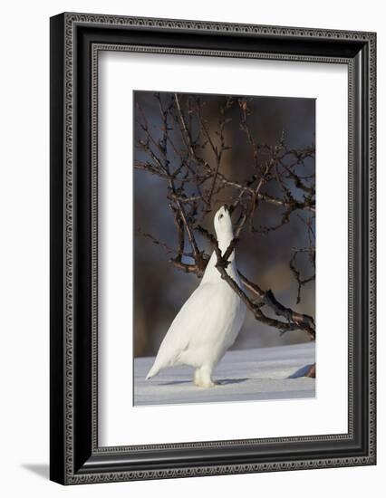 Willow Grouse - Ptarmigan (Lagopus Lagopus) Pecking Twig, Utsjoki, Finland, April-Markus Varesvuo-Framed Photographic Print