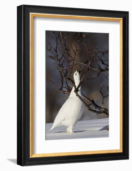 Willow Grouse - Ptarmigan (Lagopus Lagopus) Pecking Twig, Utsjoki, Finland, April-Markus Varesvuo-Framed Photographic Print