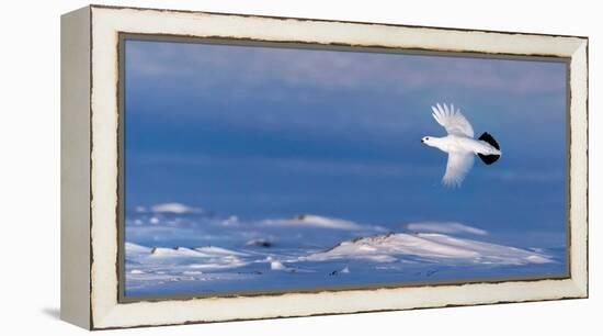 Willow grouse winter plumage, in flight, Finland-Markus Varesvuo-Framed Premier Image Canvas