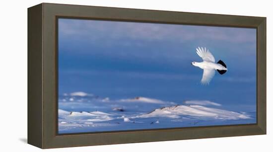 Willow grouse winter plumage, in flight, Finland-Markus Varesvuo-Framed Premier Image Canvas