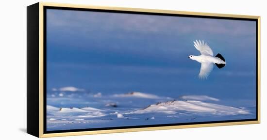 Willow grouse winter plumage, in flight, Finland-Markus Varesvuo-Framed Premier Image Canvas