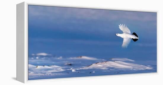 Willow grouse winter plumage, in flight, Finland-Markus Varesvuo-Framed Premier Image Canvas