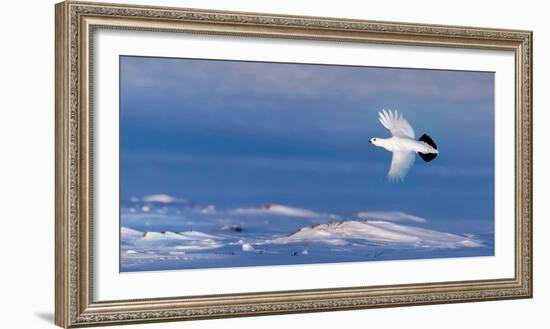 Willow grouse winter plumage, in flight, Finland-Markus Varesvuo-Framed Photographic Print